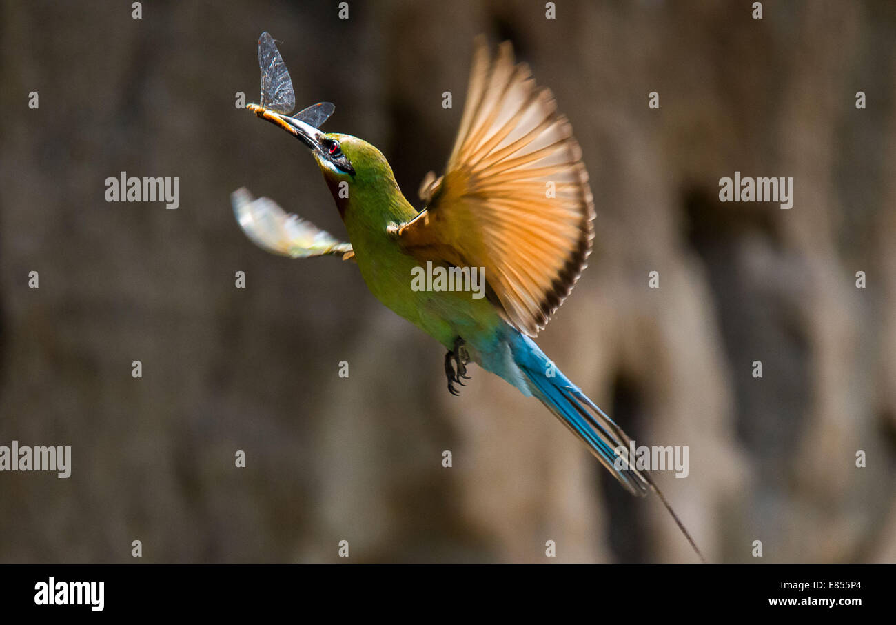 Zhaotong, chinesischen Provinz Yunnan. 5. Juli 2014. Ein blau-tailed Bienenfresser (Merops Philippinus) fängt ein Insekt in Qiaojia County Zhaotong Stadt, der südwestlichen chinesischen Provinz Yunnan, 5. Juli 2014. Die blau-tailed Biene-Esser, die vor allem in Südost-Asien brütet, wird mit seiner bunten Federn gekennzeichnet. © Lan Yushou/Xinhua/Alamy Live-Nachrichten Stockfoto