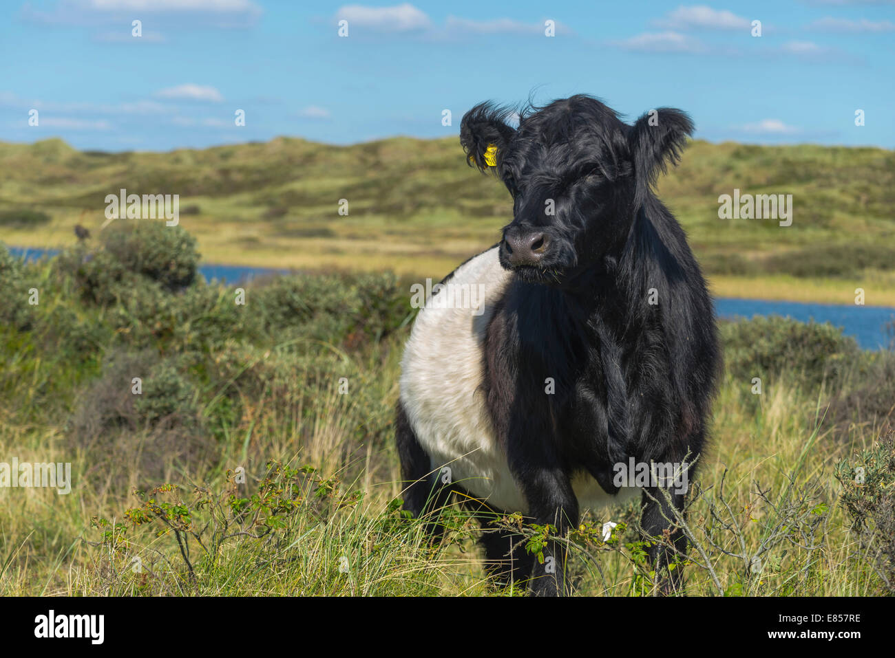 Belted Galloway, Rinder züchten, jungen Stier auf der Weide in den Dünen, Strand, Houstrup, Nørre Nebel Sogn Stockfoto