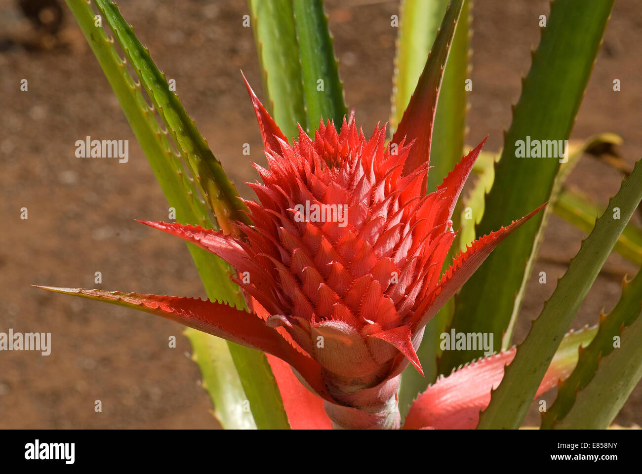 Ananas (Ananas Comosus), O Blume &#39; Ahu, Hawaii, Vereinigte Staaten Stockfoto