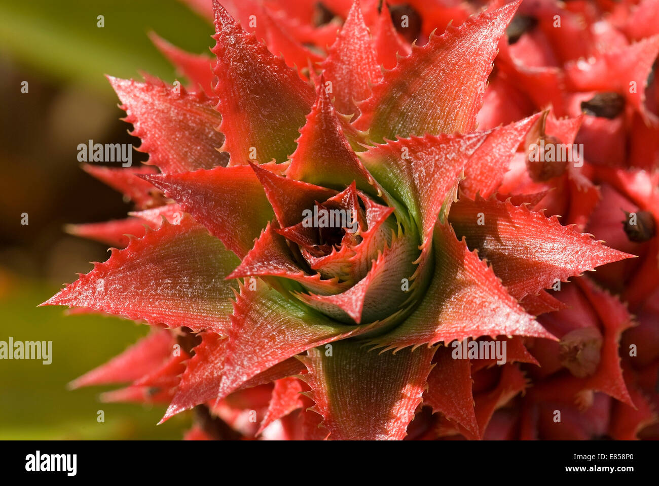 Ananas (Ananas Comosus), O Blume &#39; Ahu, Hawaii, Vereinigte Staaten Stockfoto