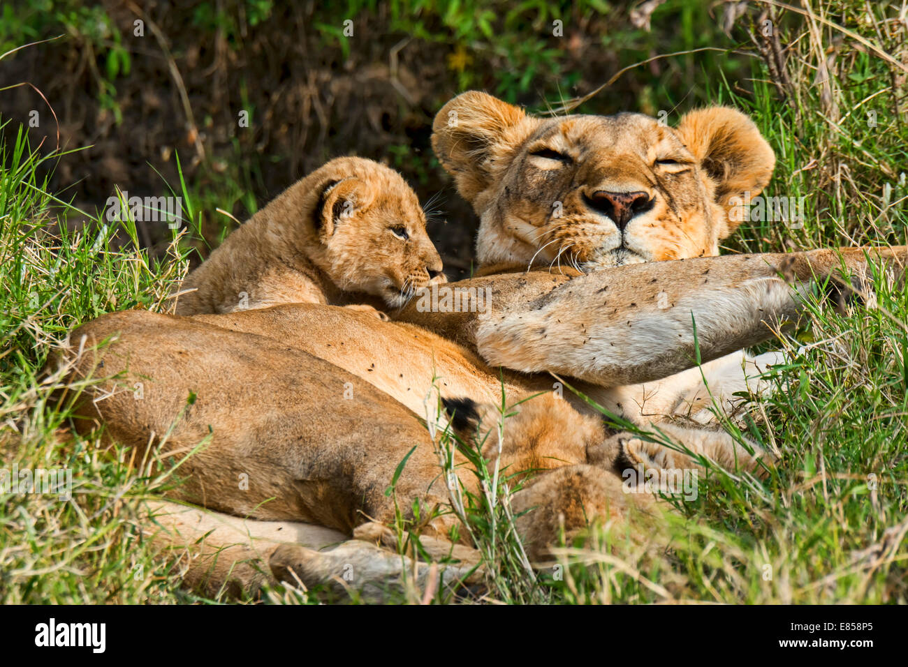 Löwin (Panthera Leo) mit Cub, Masai Mara, Kenia Stockfoto