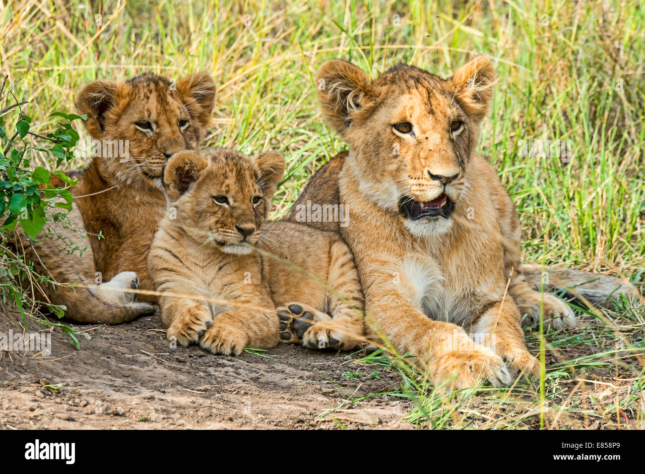 Löwenbabys (Panthera Leo), Massai Mara, Kenia Stockfoto