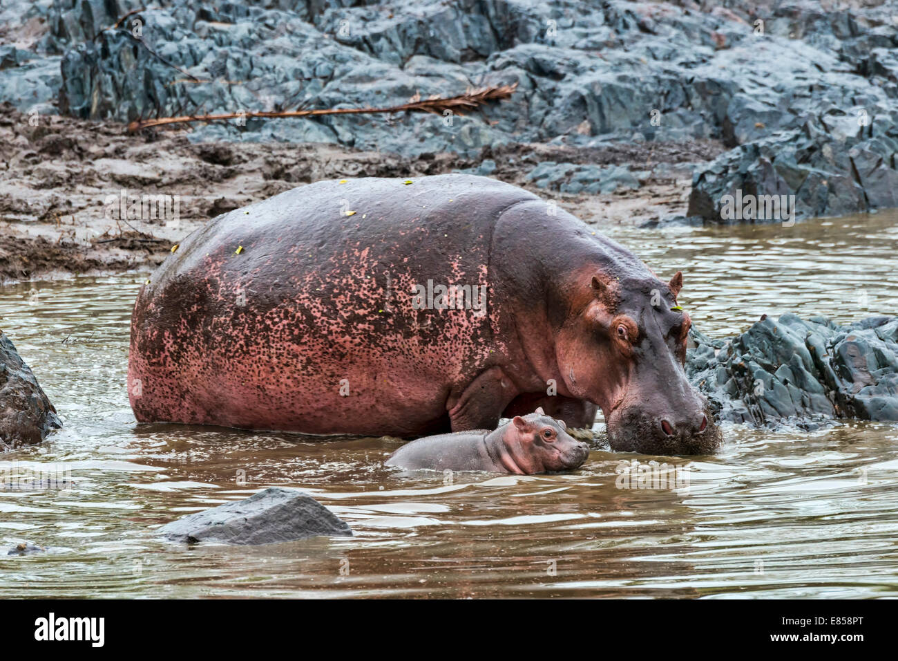 Flusspferde (Hippopotamus Amphibius), Kuh mit jungen, Serengeti, Tansania Stockfoto