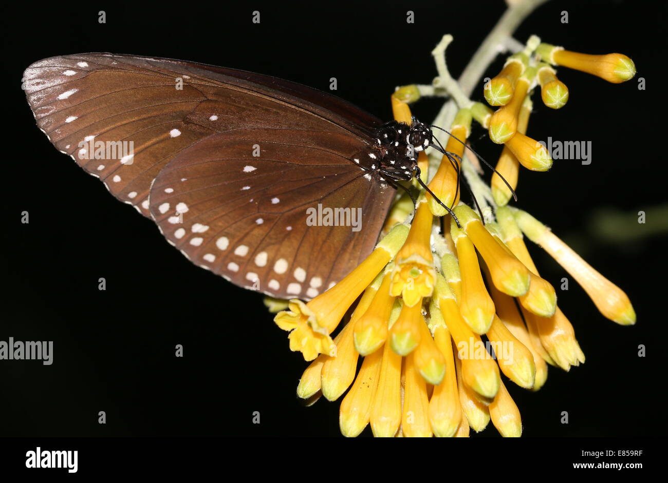 Gemeinsamen Krähe Schmetterling a.k.a. gemeinsame indische oder Australian Crow (Euploea Core) auf Futtersuche auf einem gelben tropischen Blume Stockfoto