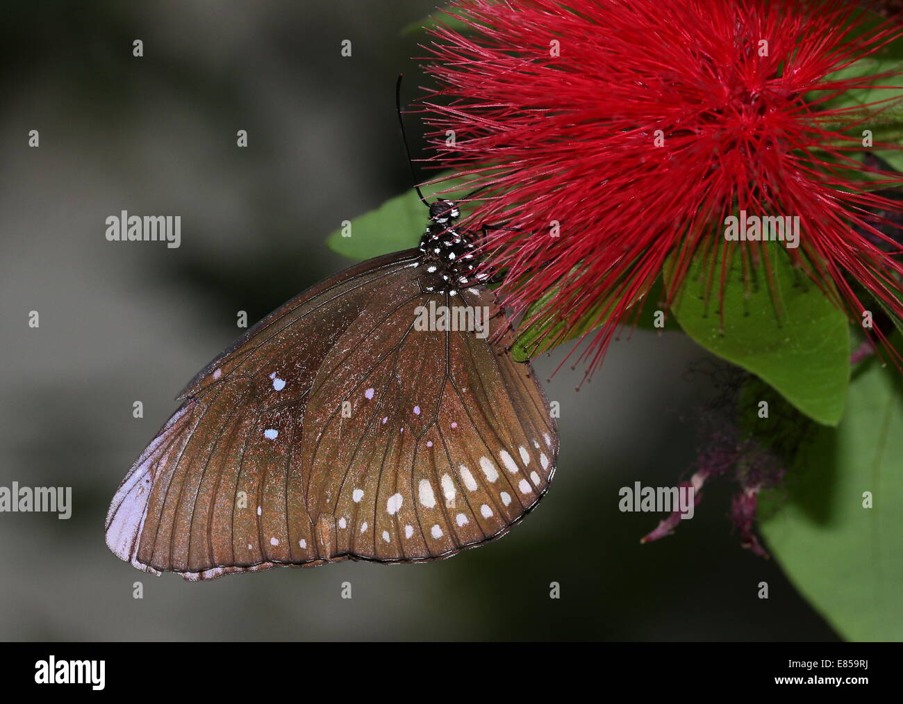 Gemeinsamen Krähe Schmetterling a.k.a. gemeinsame indische oder Australian Crow (Euploea Core) auf Futtersuche auf eine rote Blume Stockfoto