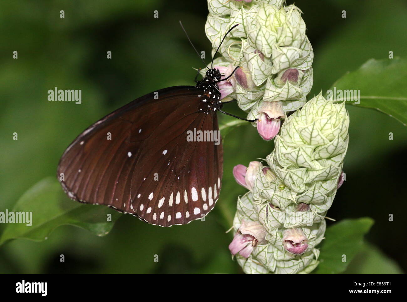 Gemeinsamen Krähe Schmetterling a.k.a. gemeinsame indische oder Australian Crow (Euploea Core) Stockfoto