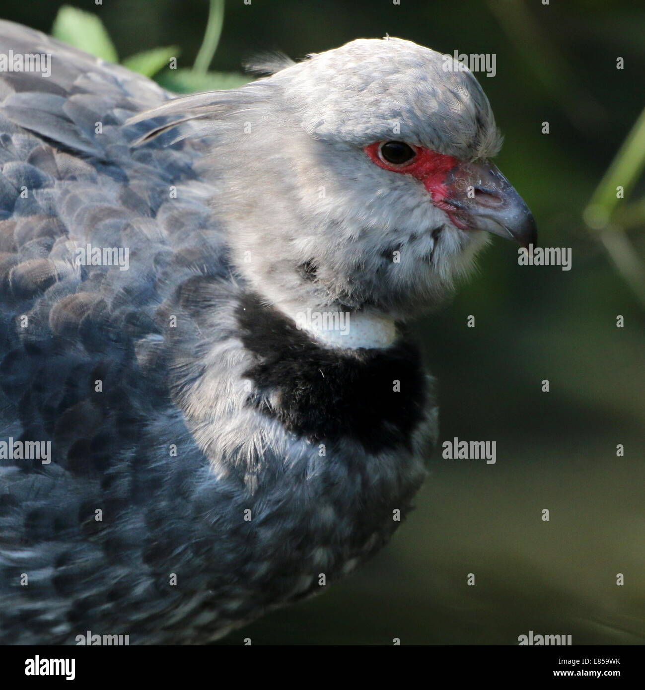 Nahaufnahme des südlichen oder crested Screamer (Chauna Torquata) nativen nach Brasilien, Argentinien und Uruguay Stockfoto