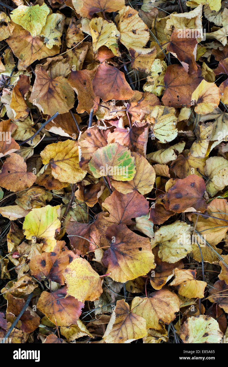 Tilia Cordata "Winter Orange". Kleinen Leaved Lime Tree Blätter fallen im Herbst Stockfoto