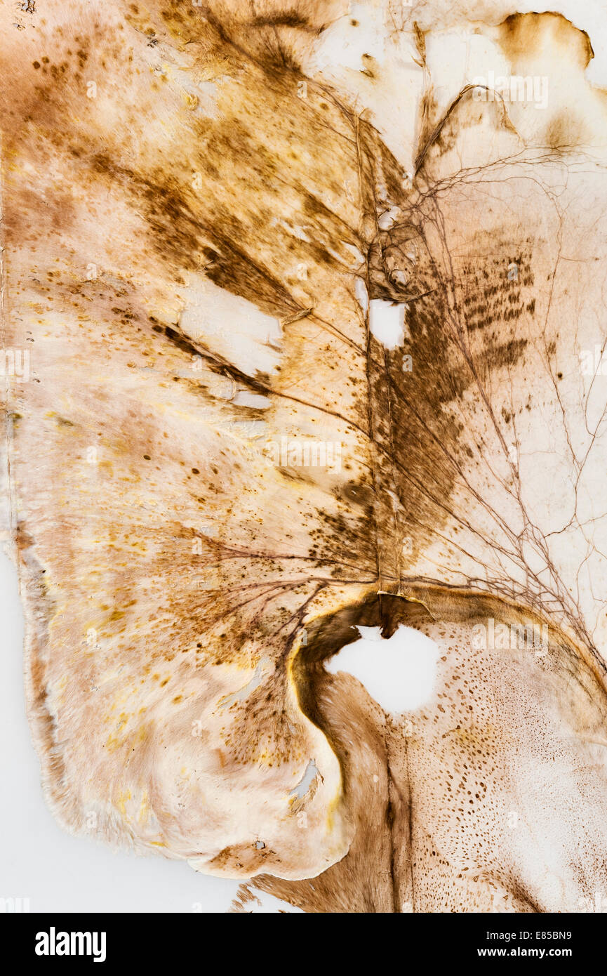 Ein Detail der Hausschwamm Pilz wachsen zwischen zwei Plexiglas-Blätter gefunden. Serpula Lacrymans oder Meruliporia incrassata Stockfoto