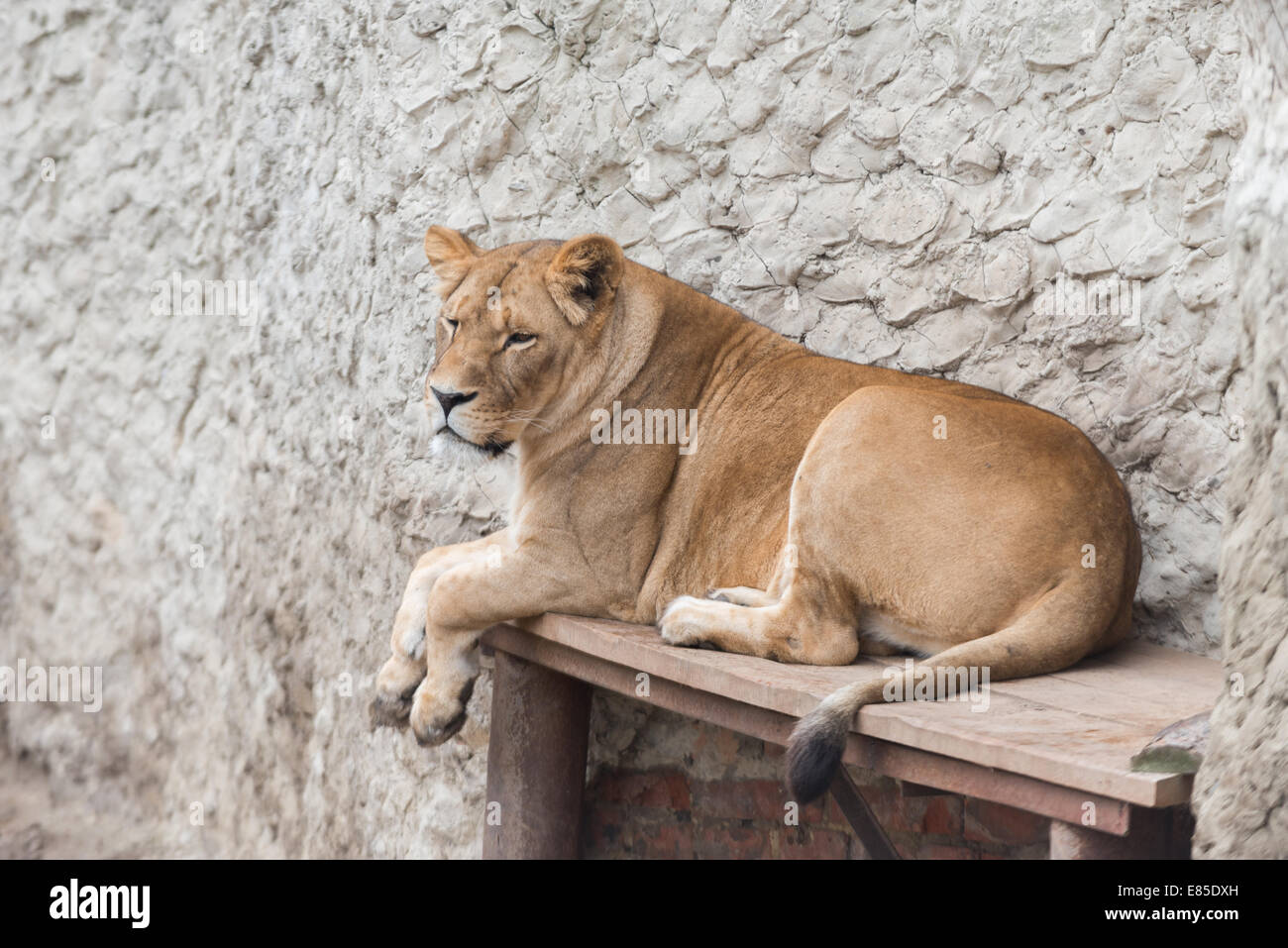 ein weiblicher Löwe in einem Käfig von Kharkiv zoo Stockfoto