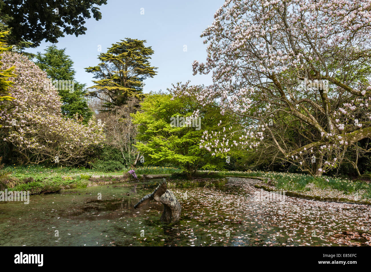 Trewidden Garden, Penzance, Cornwall, Großbritannien. Der Teich mit seiner Walstatue und dem größten Magnolienbaum Großbritanniens - Magnolia x veitchii „Peter Veitch“ Stockfoto