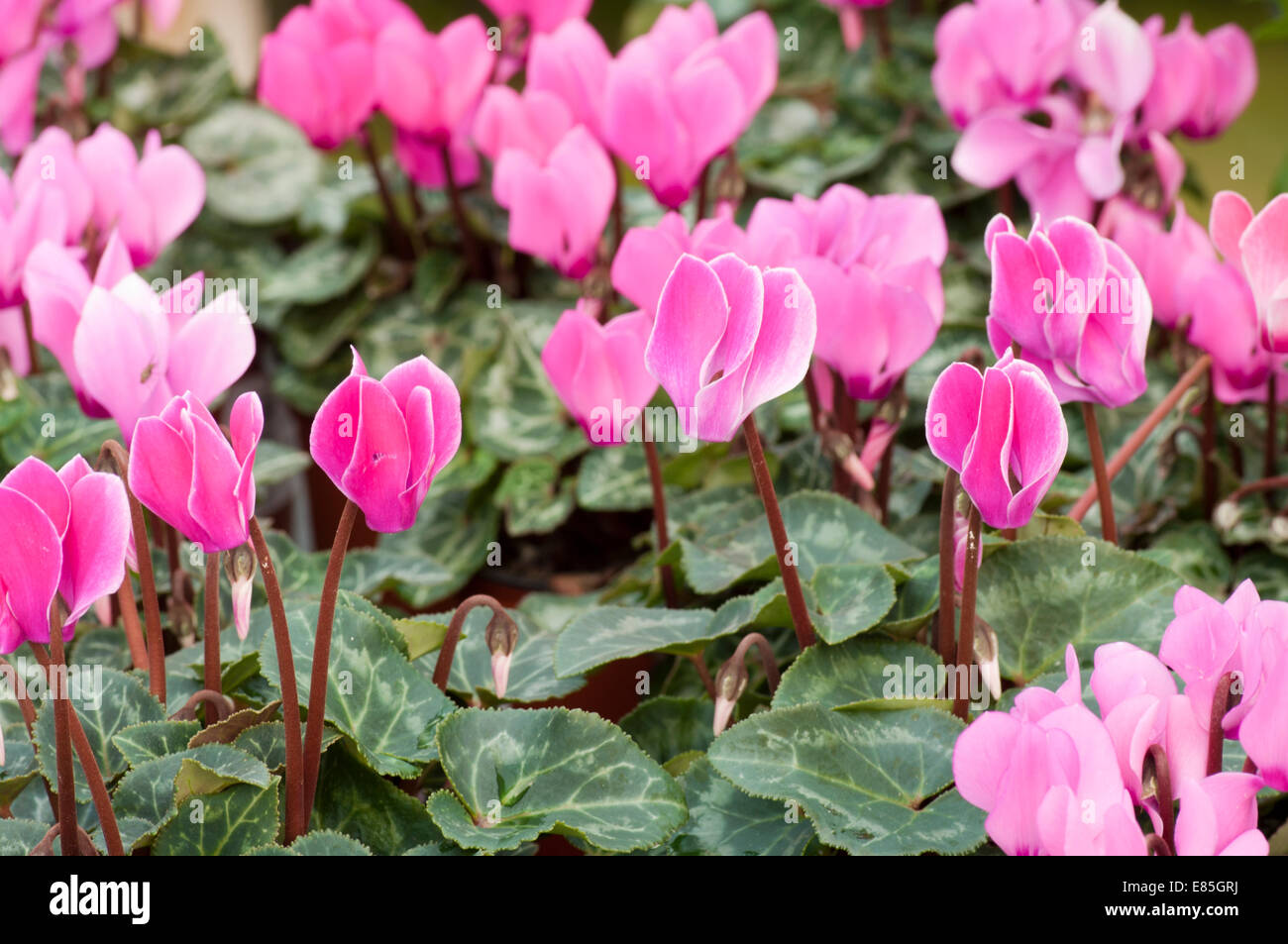 Violette Cyclamen Stockfoto