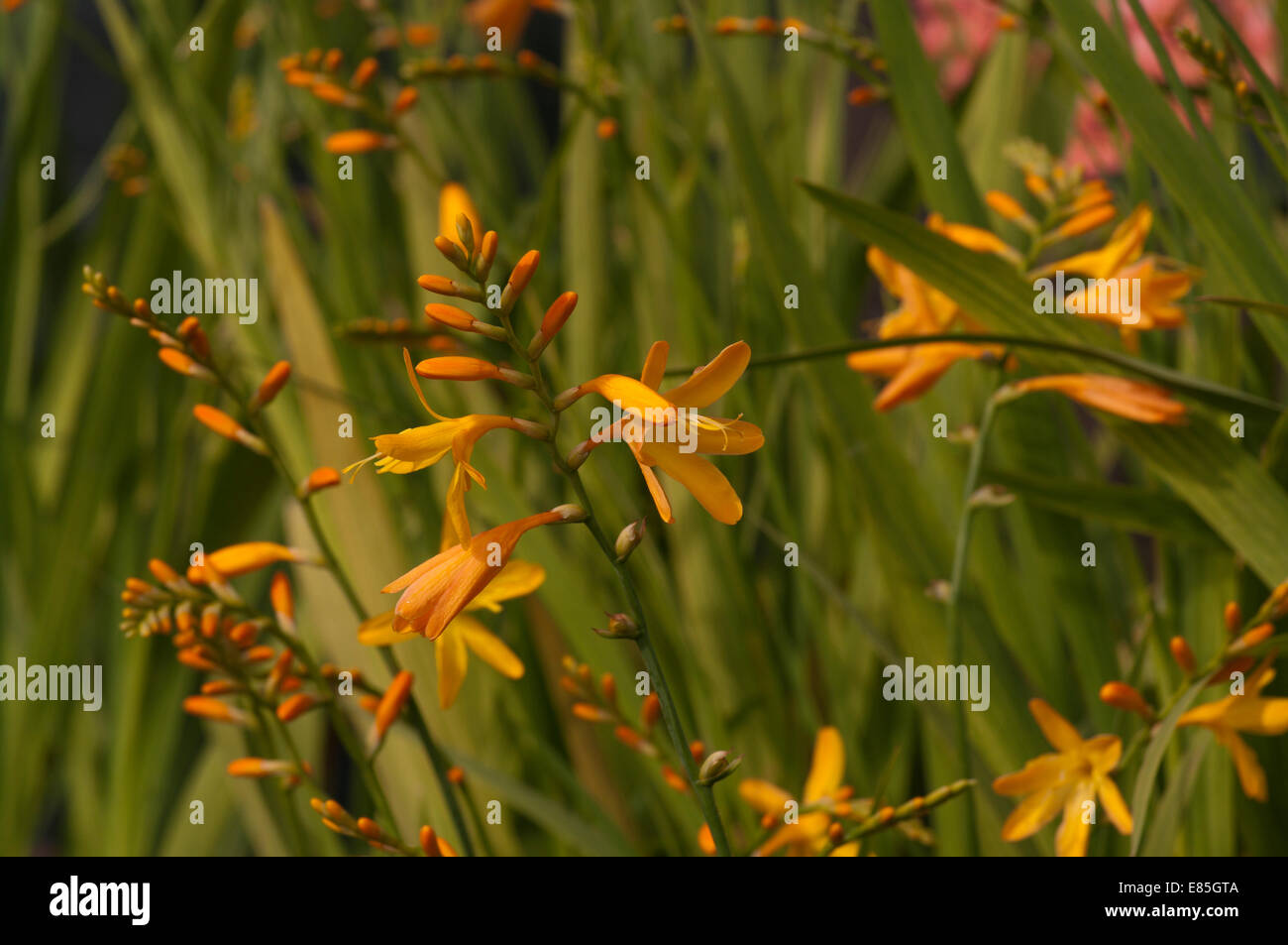 Montbretia Crocosmia × Crocosmiiflora George Davison Stockfoto