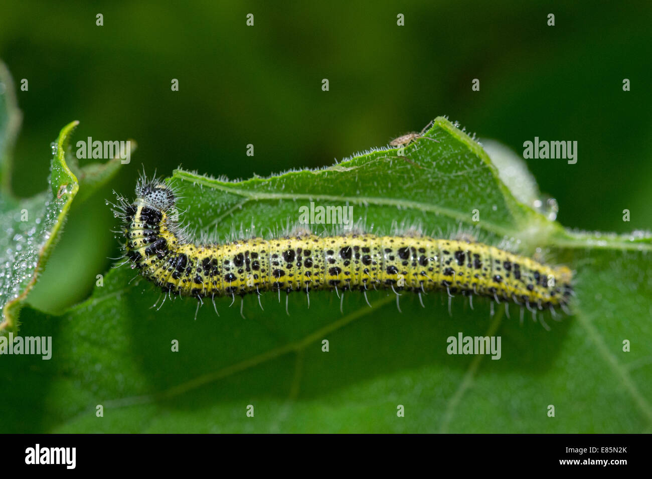 Die Raupe ein Schmetterling Kohlweißling (Edelschwein) ernährt sich von
