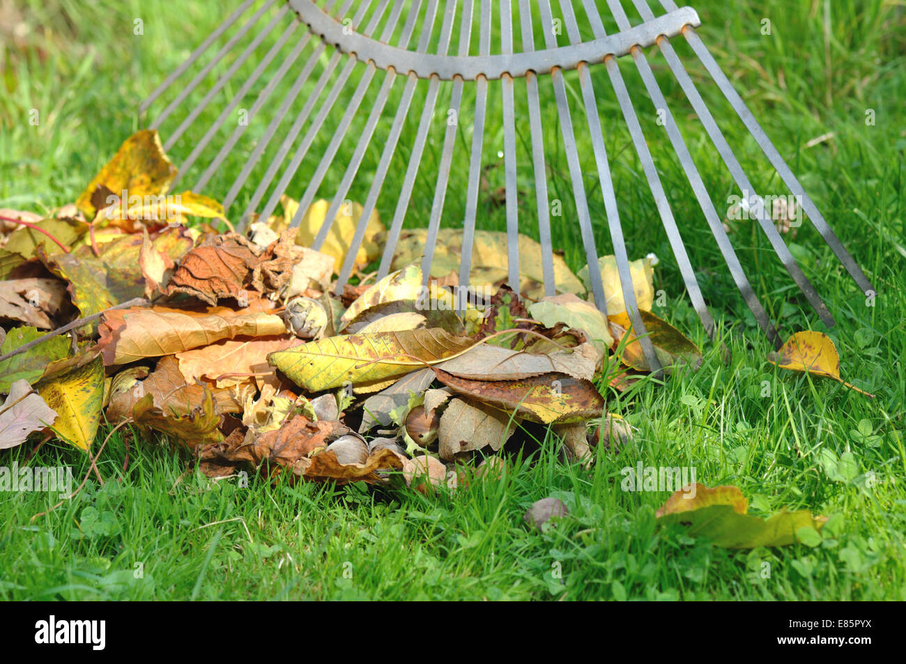 Tote Blätter mit Rechen abholen Stockfoto