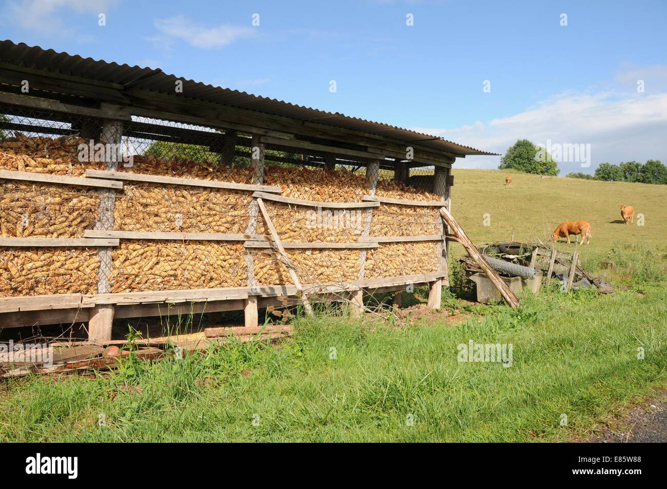 Kühe und eine Scheune in einem Feld Stockfoto