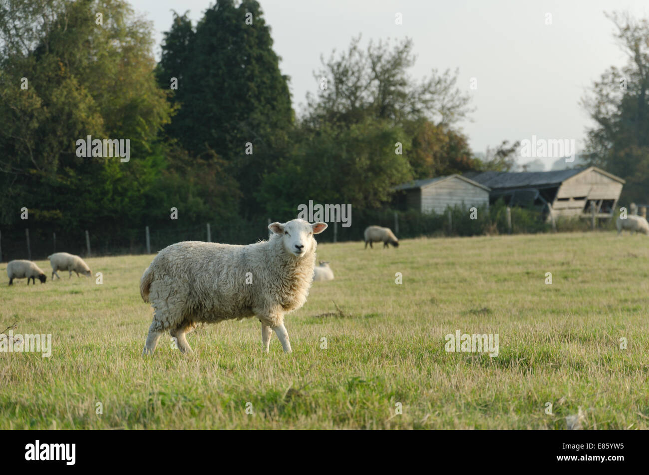 Typische landwirtschaftliche Szene mit neugierigen Schafen als anderen Herde weiter Beweidung mit Farmen Schuppen im traurigen Zustand der Verwahrlosung Stockfoto