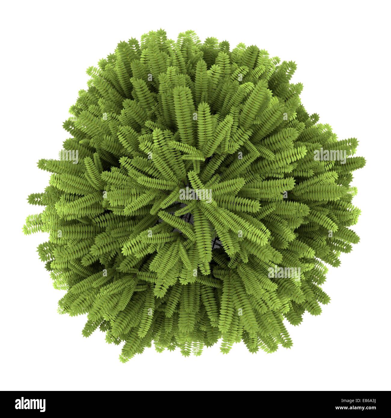 Draufsicht des Staghorn Sumach Bush isoliert auf weißem Hintergrund Stockfoto Draufsicht des Staghorn Sumach Bush isoliert auf weißem Hintergrund Stockfoto