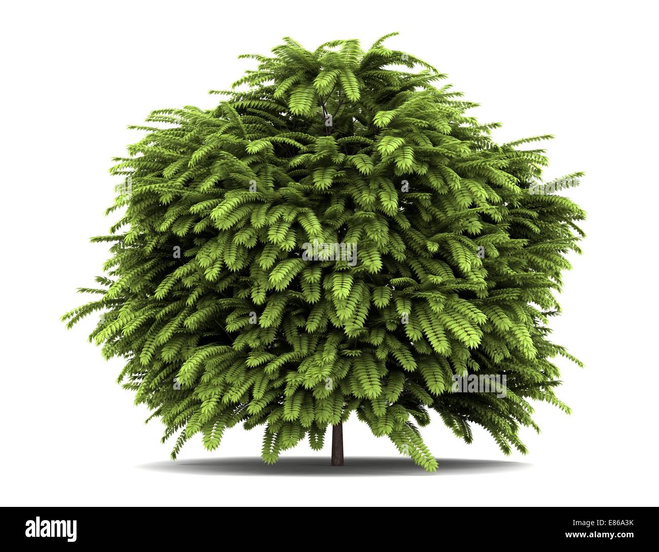 Staghorn Sumach Bush isoliert auf weißem Hintergrund Stockfoto Staghorn Sumach Bush isoliert auf weißem Hintergrund Stockfoto