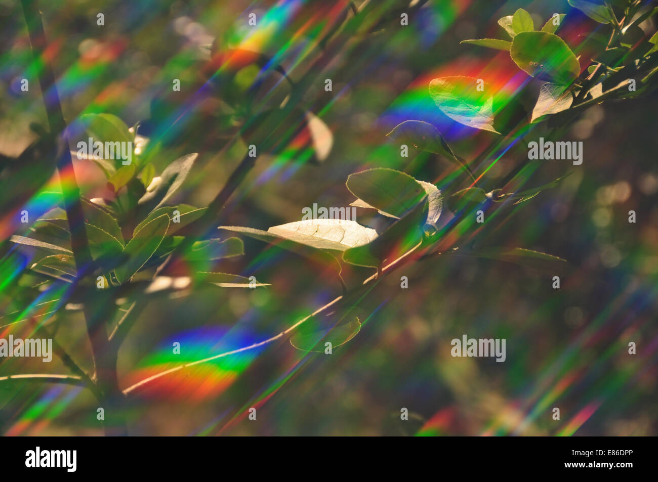 Pflanze Photosynthese abstrakte Prisma Lichtreflexionen auf sonnigen Frühlingstag. Stockfoto