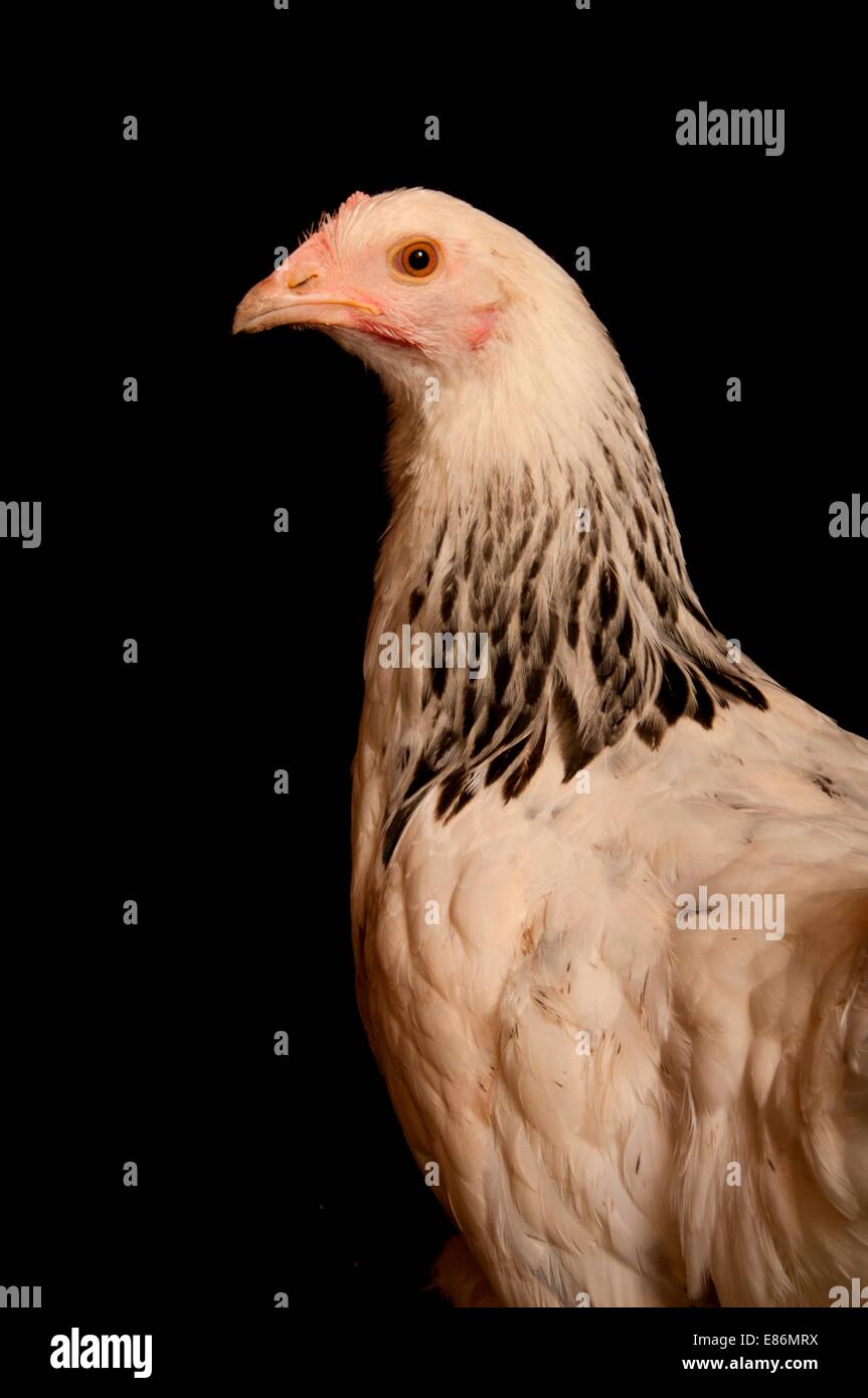 Ein Porträt eines Show-Huhn, auf schwarzem Hintergrund isoliert Stockfoto