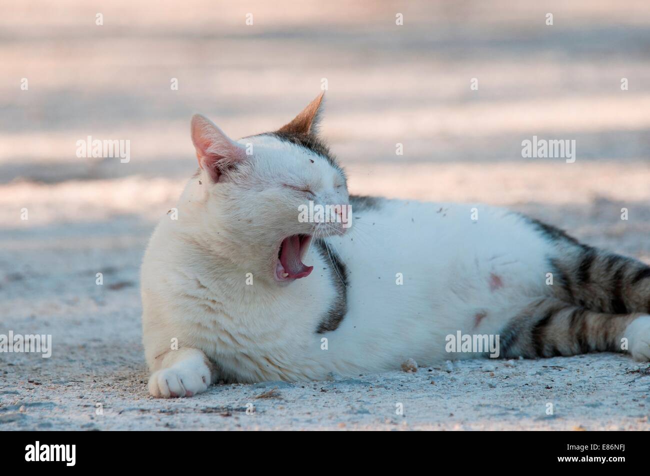 Eine Katze, Gähnen Stockfoto
