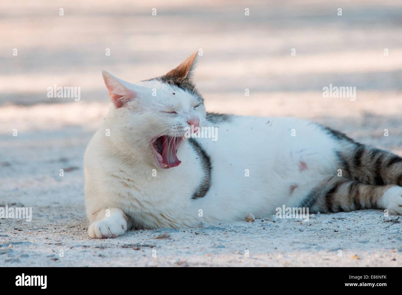 Eine Katze, Gähnen Stockfoto