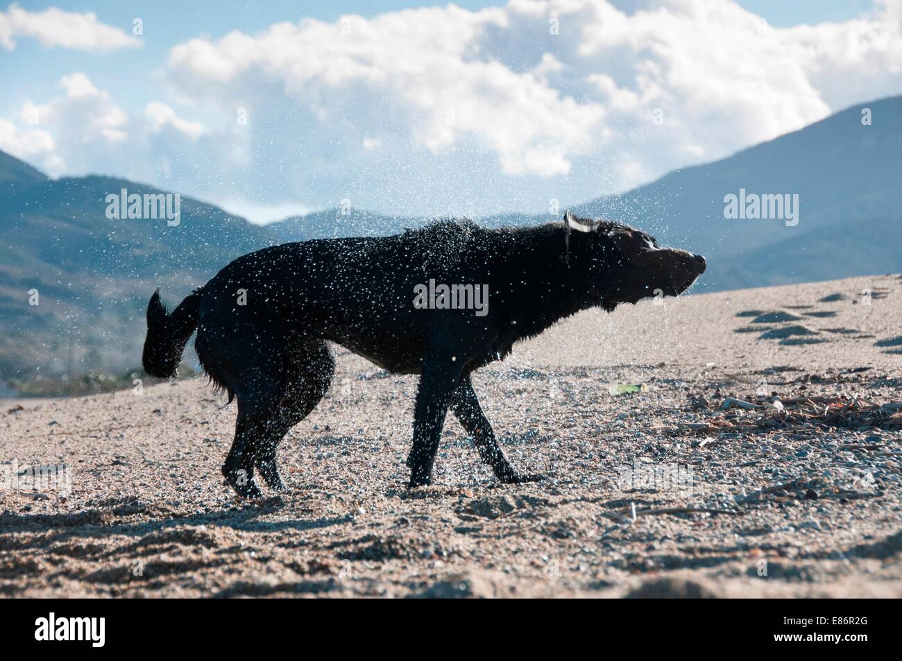 Ein schwarzer Retriever schütteln zu trocken zu bekommen Stockfoto