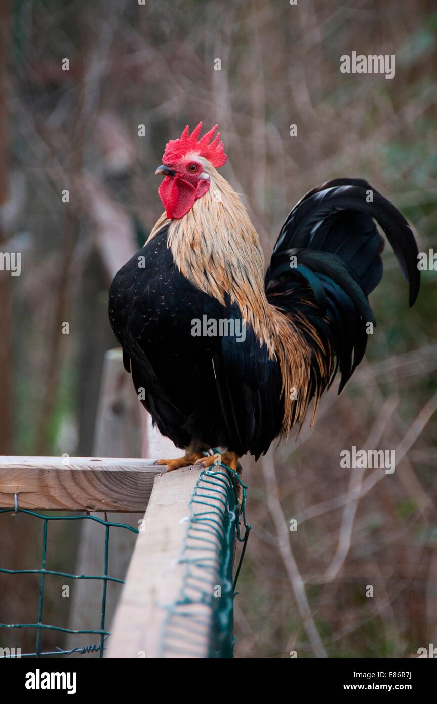 Ein Huhn auf dem Bauernhof Stockfoto