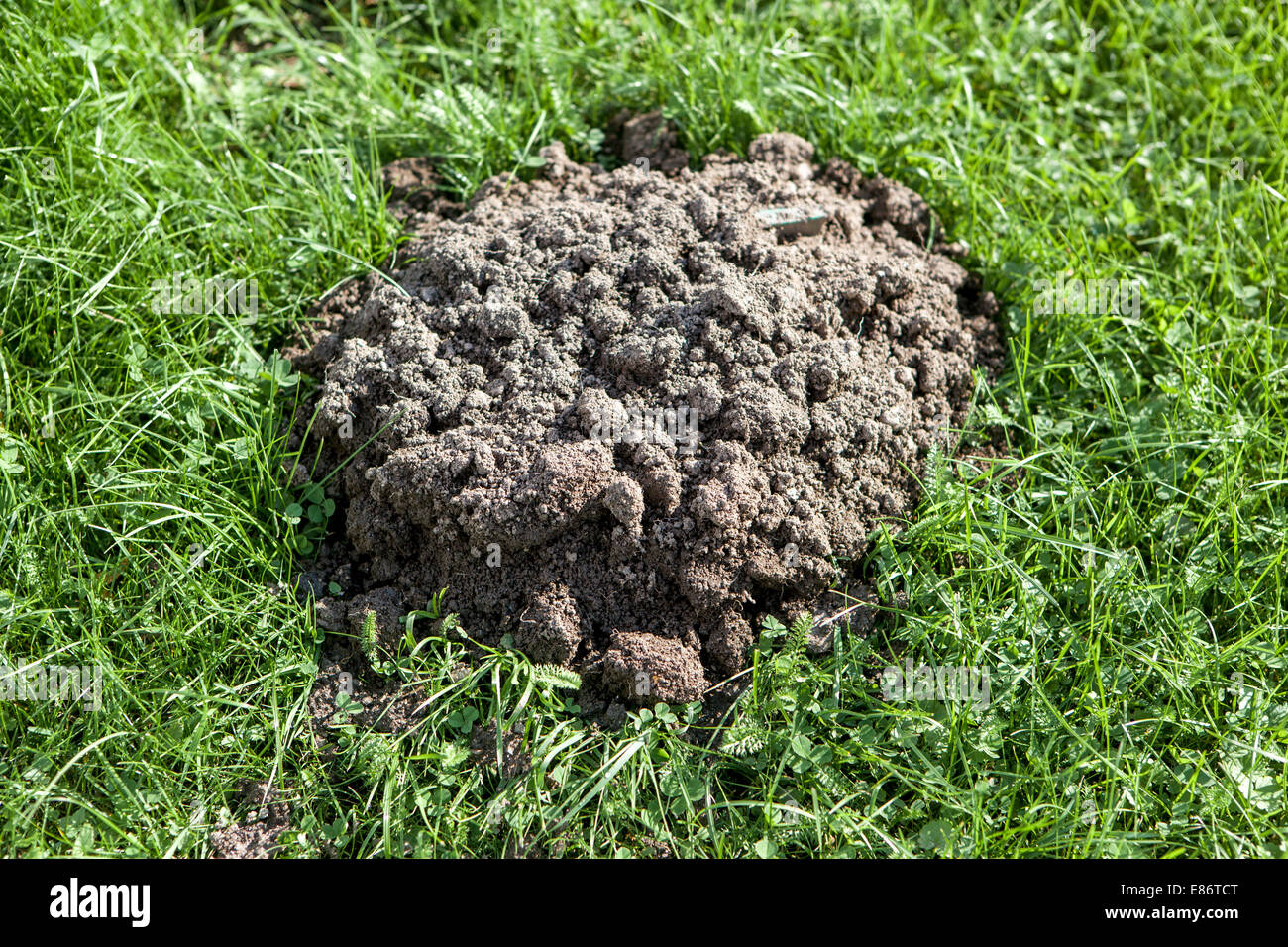 Der frische Molehill Garten Rasen Gras Wiese Stockfoto