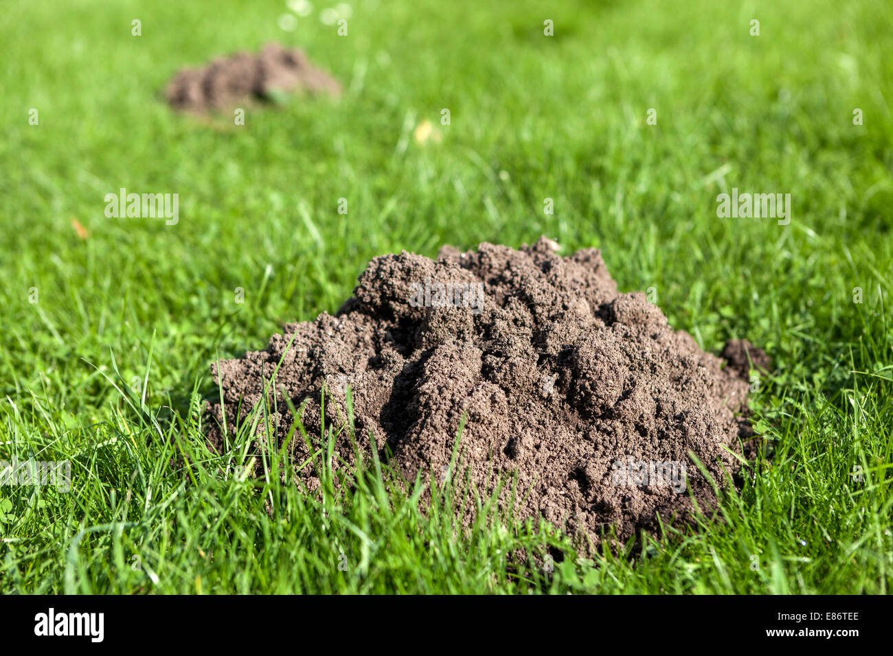 Der frische Molehill Garten Rasen Gras Wiese Stockfoto