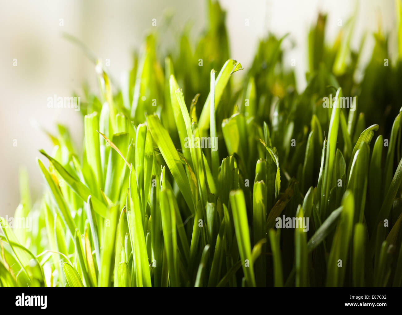frische Gräser Closeup indoor - gesunde Ernährung Stockfoto