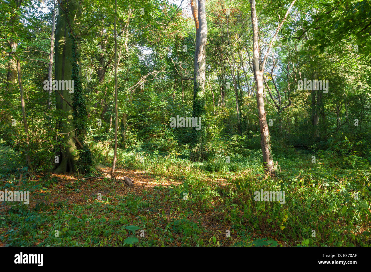 Alte Wald bei Colwick Woods, Nottingham, England, UK Stockfoto