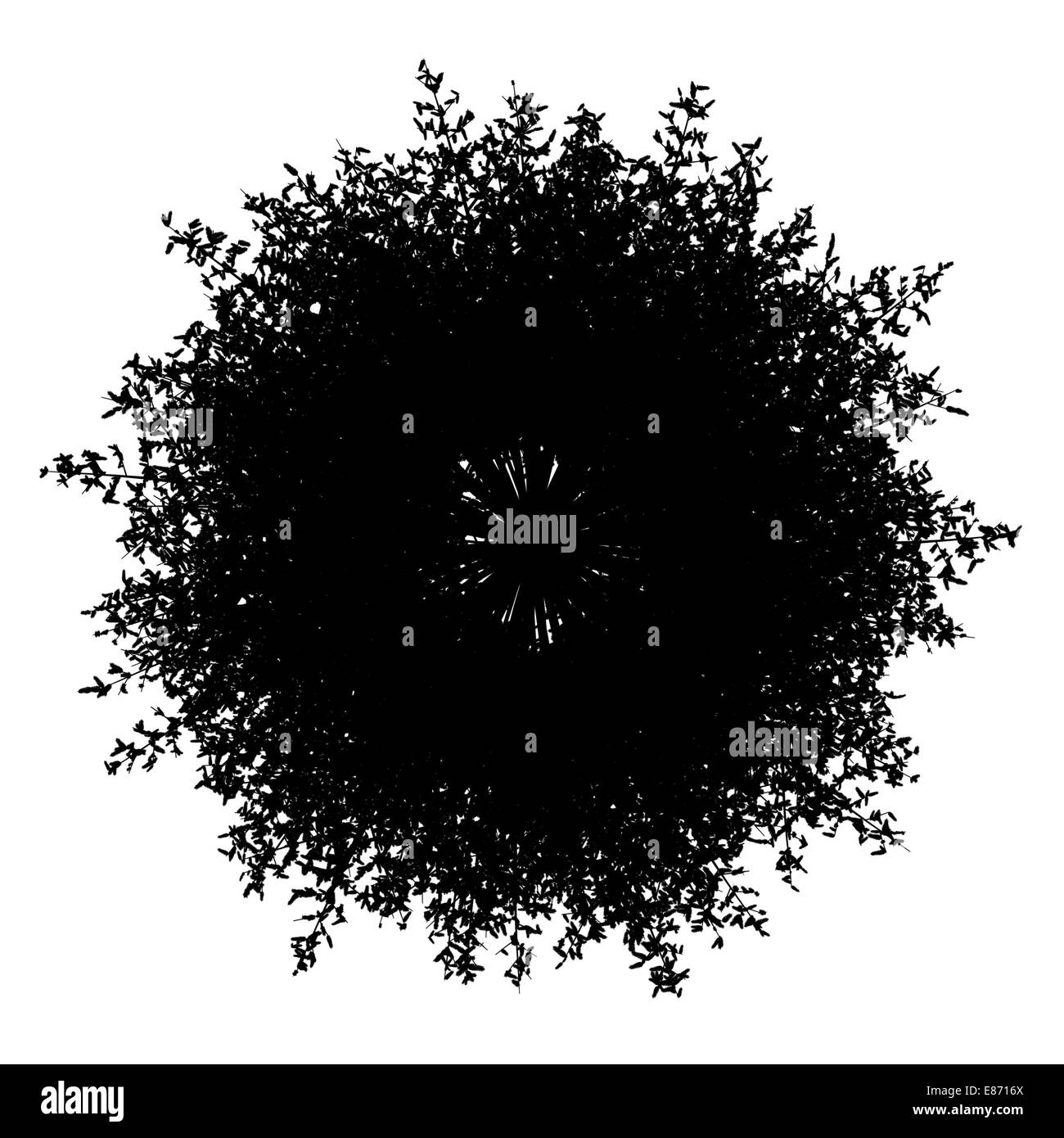 Draufsicht Silhouette der europäischen Lärche Baum isoliert auf weißem Hintergrund Stockfoto