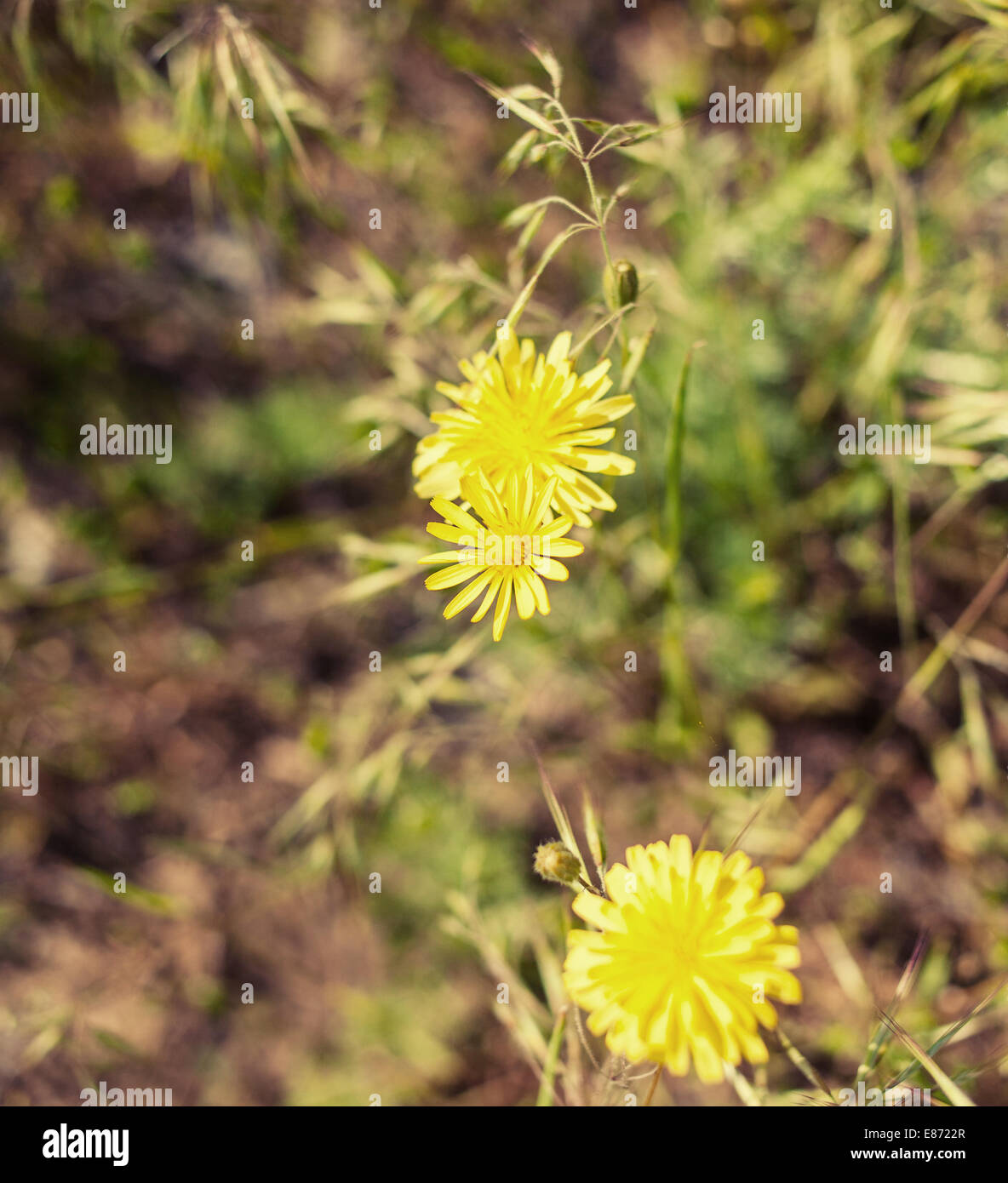 Zwei gelbe Blumen im Rasen Stockfotografie Alamy