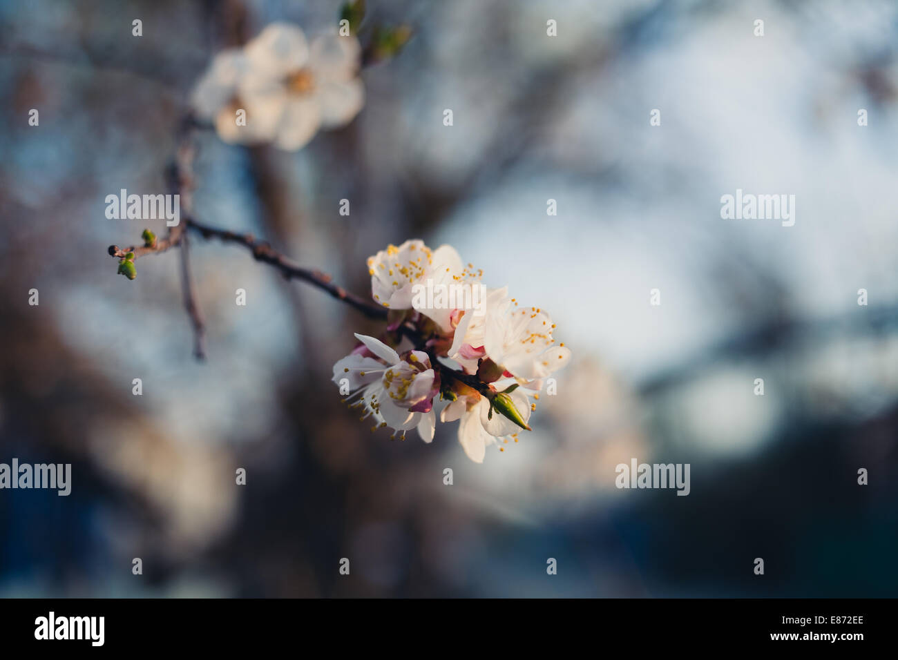 Zweig mit Kirschblüten Blumen im Frühjahr Stockfoto