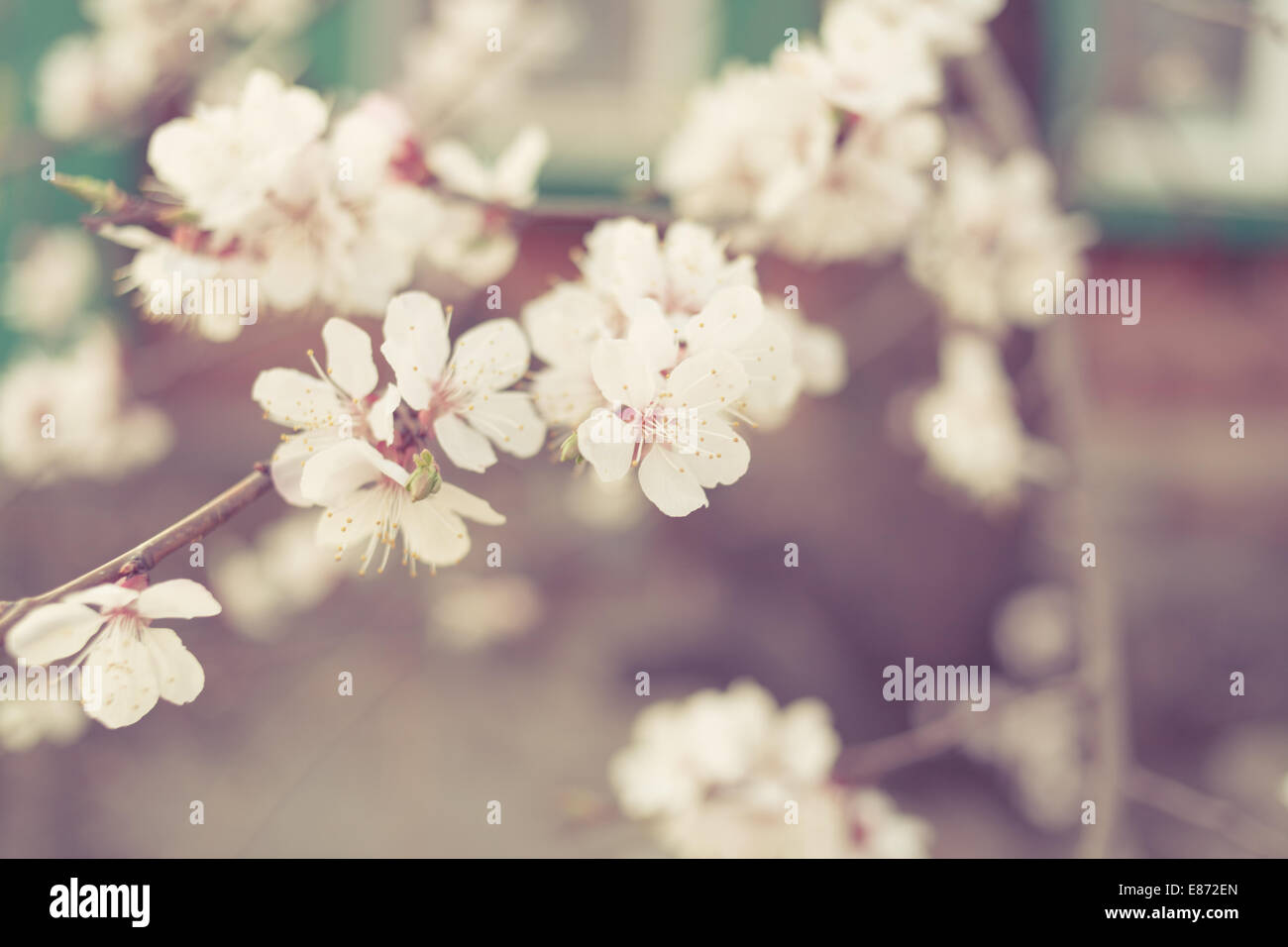 Getönten Kirschenblüten closeup Stockfoto