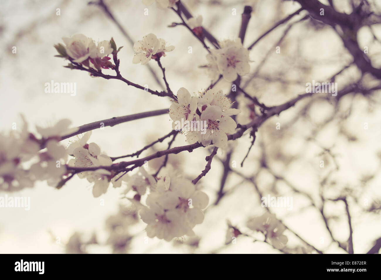 Überqueren Sie verarbeitete Apple Blumen Bild Stockfoto