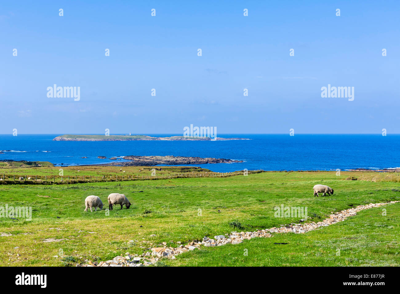 Schafbeweidung auf Malinbeg mit Malinbeg Leuchtturm in der Ferne, Südwesten Grafschaft Donegal, Republik Irland Stockfoto