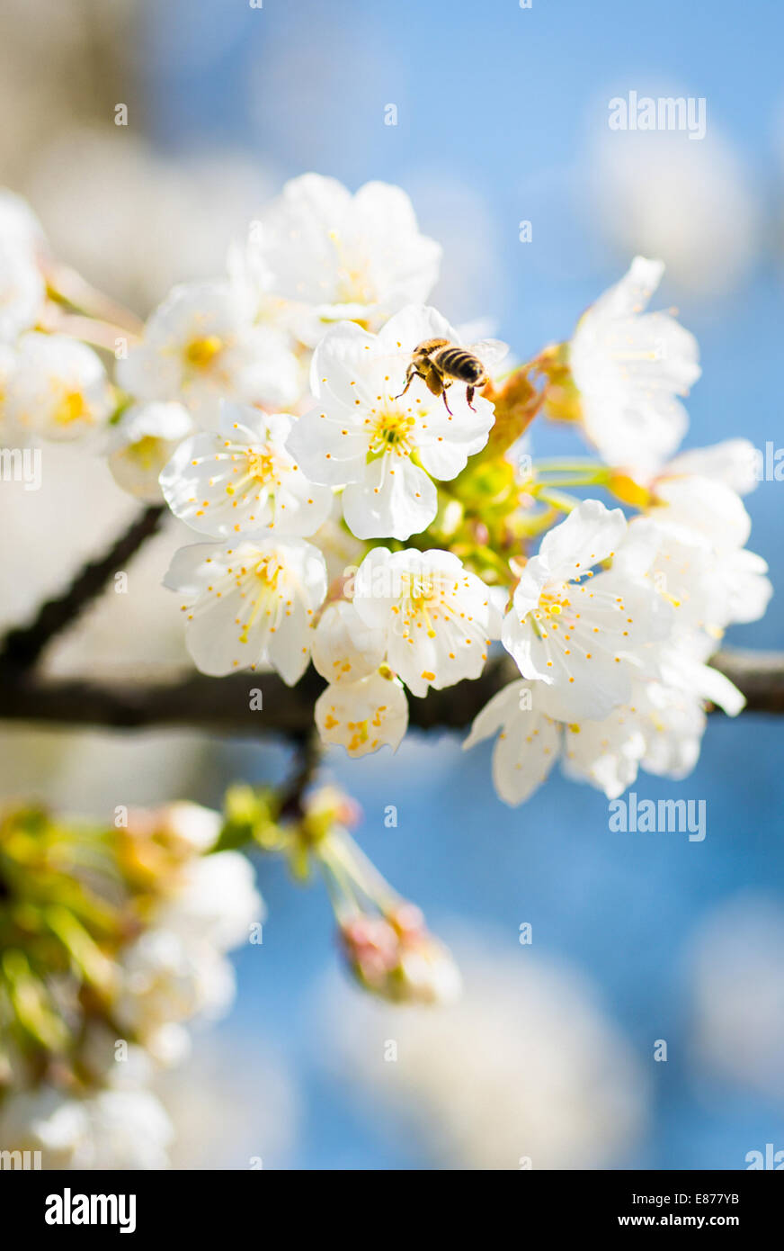 Posen, Polen, eine Biene auf Kirschblueten Stockfoto