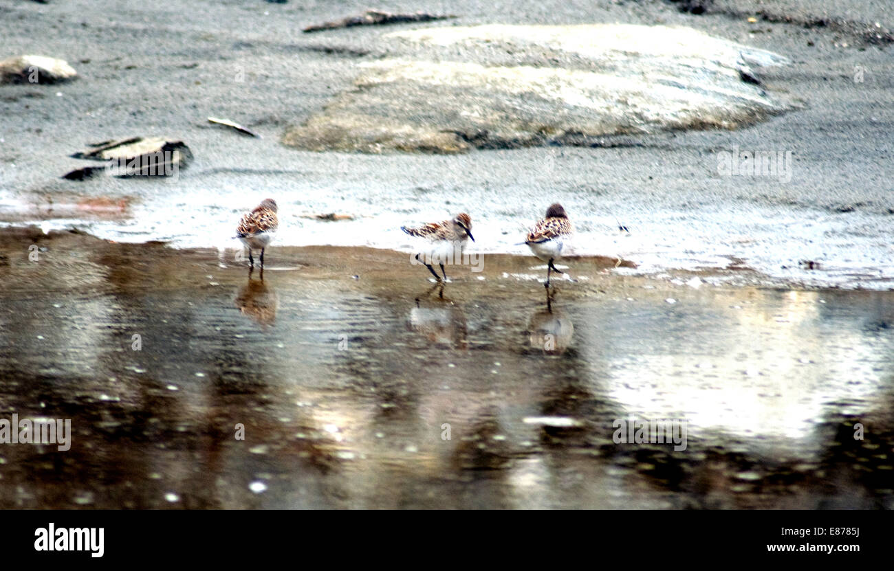 Baird es Strandläufer, beherbergt kleine Bewohner der arktischen Inseln saisonal 183 Arten oder Vögel Stockfoto