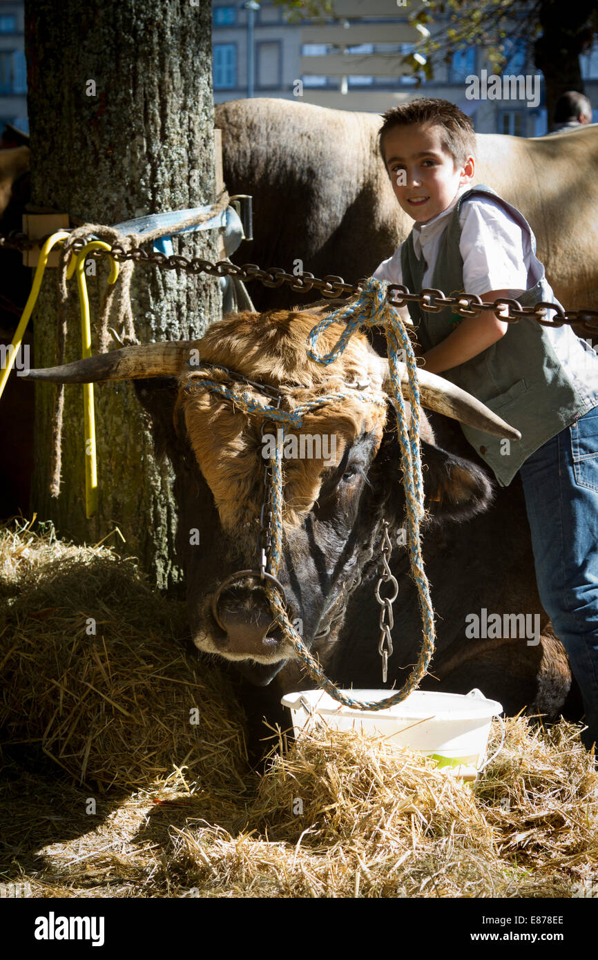 Concours Departementsebene De La Rasse Aubrac À Saint-Flour, Cantal, Auvergne, Frankreich Stockfoto