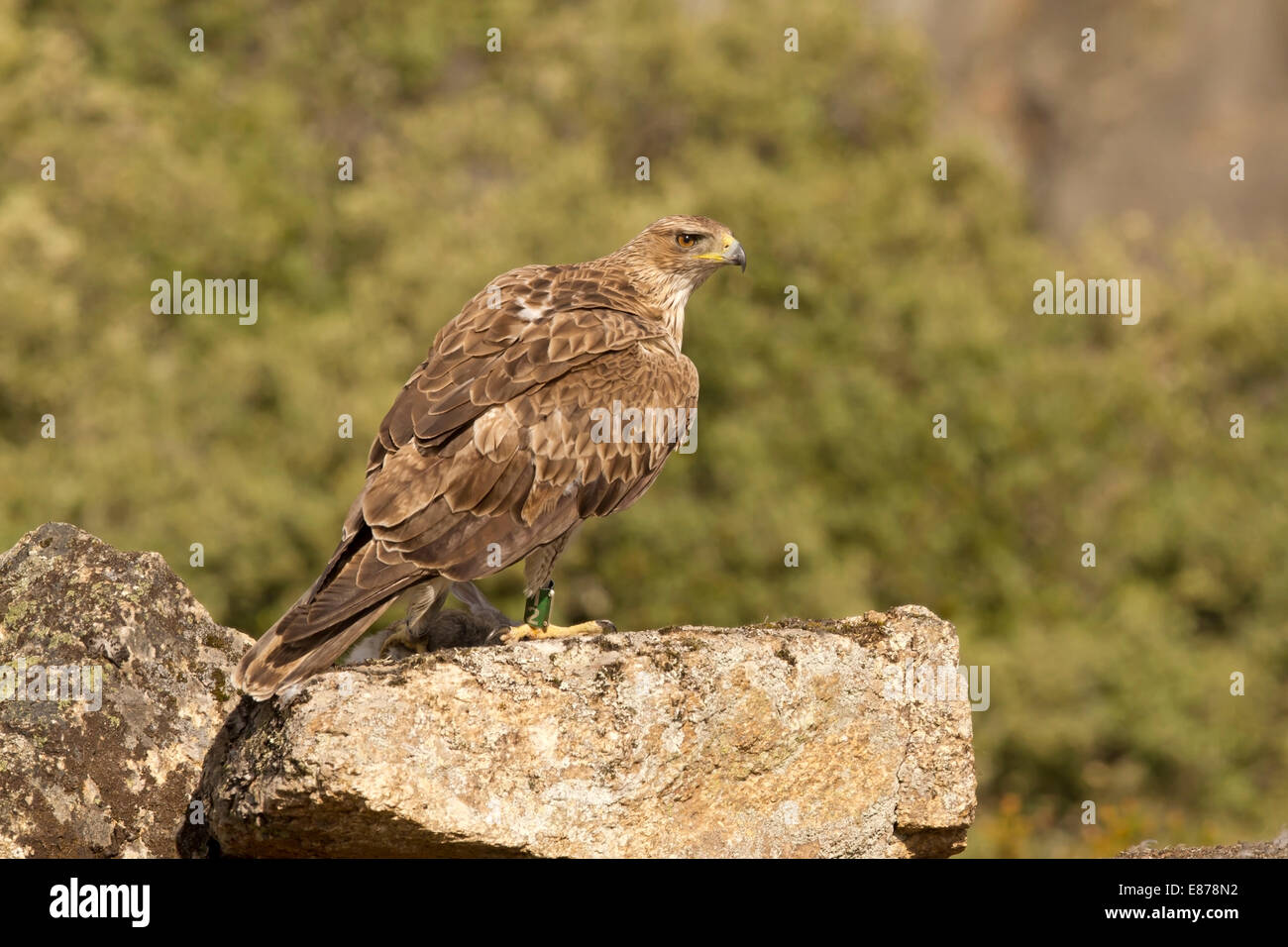 Bonelli Adler - Hieraaetus Fasciatus - 2 Jahre alt, Männlich Stockfoto