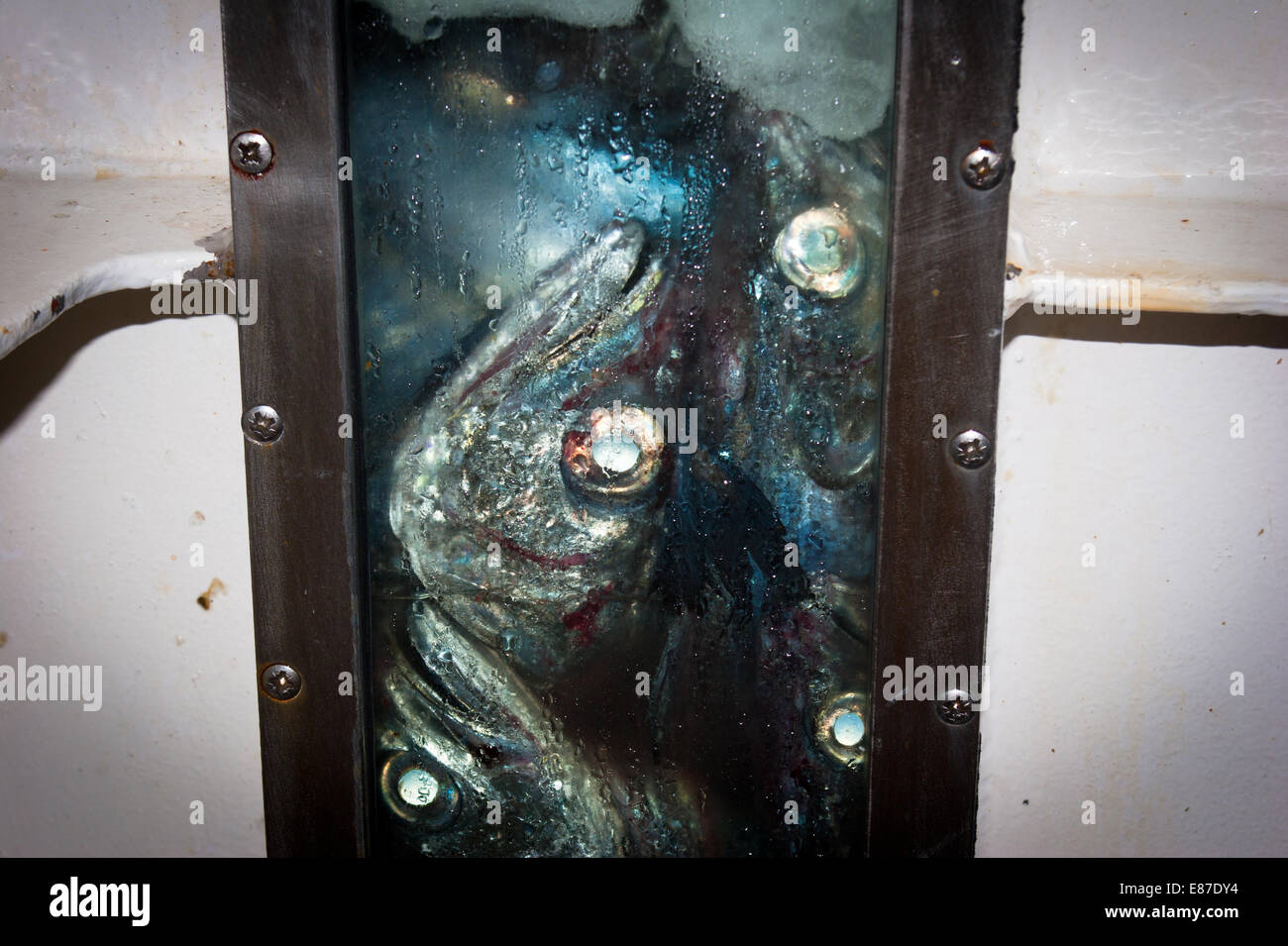 Frisch gelandet Fang von Hoki in das Pfund Fisch auf einem Trawler Fabrik. Hoki: Blauer Seehecht: Whiptail (Macruronus Novaezelandiae) Stockfoto