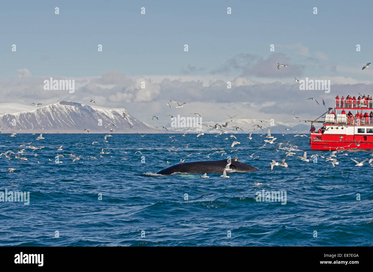 Buckelwal (Impressionen Novaeangliae), Faxafloi Bay, Süd-West Island. Stockfoto