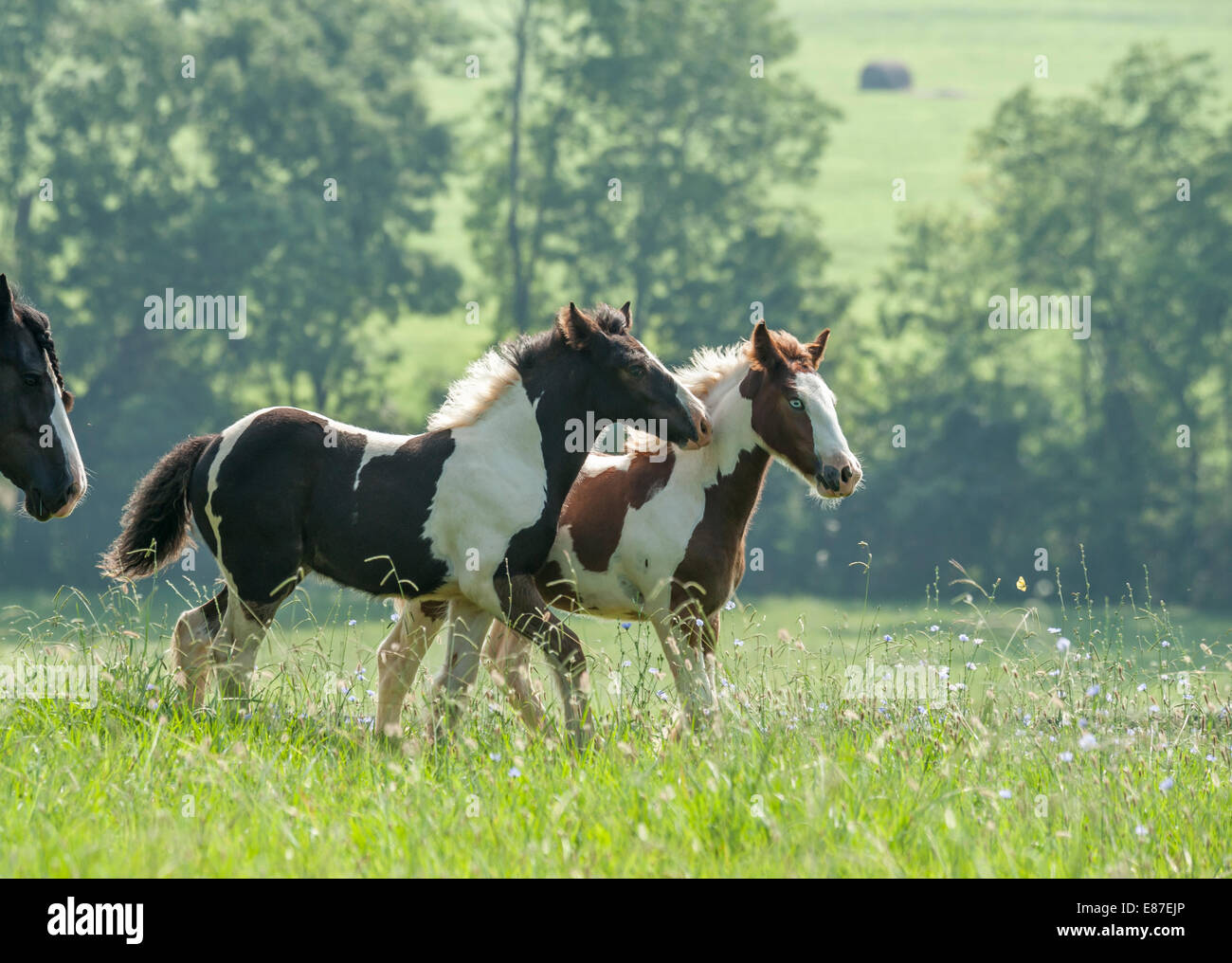 Gypsy Vanner Pferd Fohlen in hohe Gräser Stockfoto