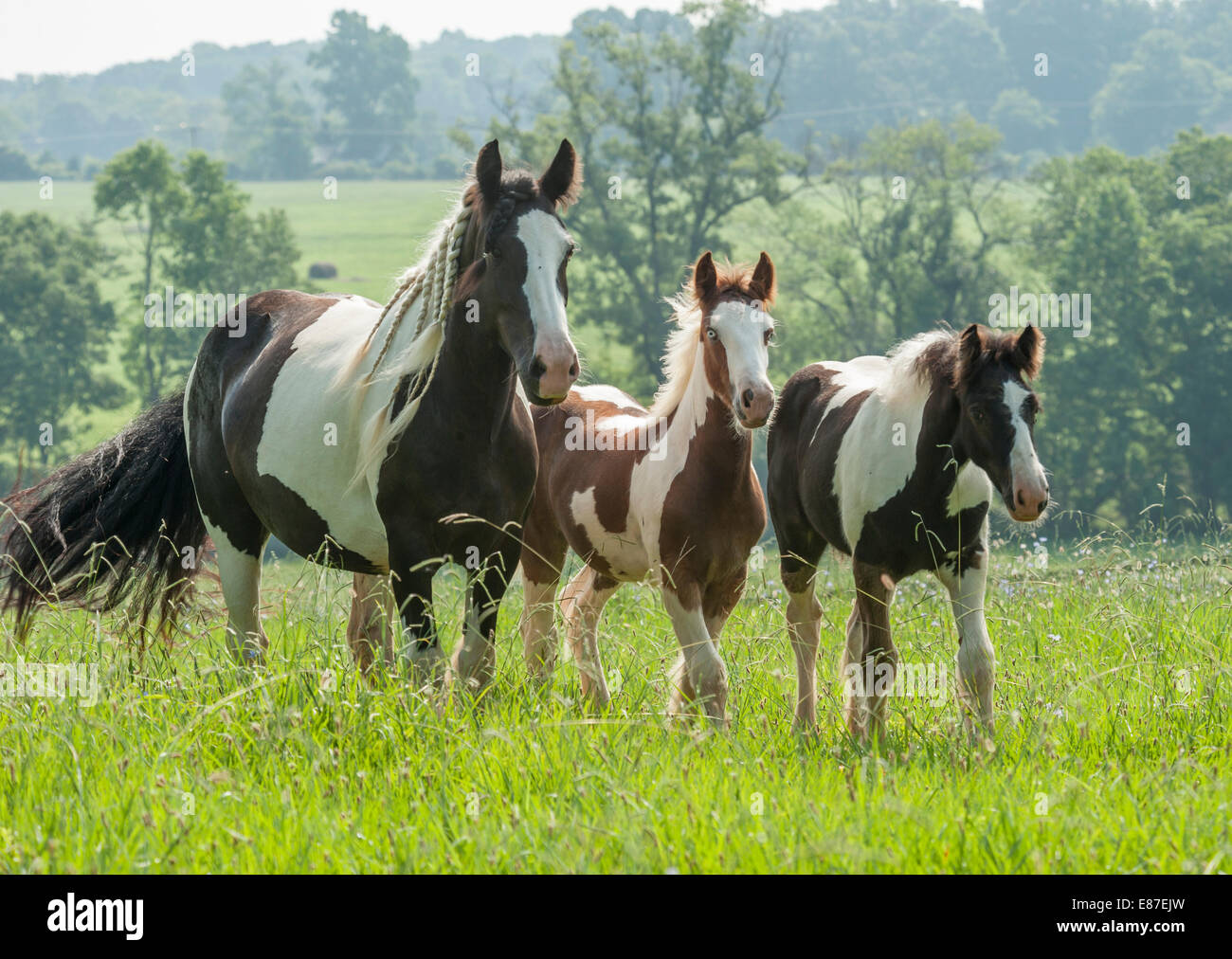 Gypsy Vanner Pferde Stuten und Fohlen Stockfoto