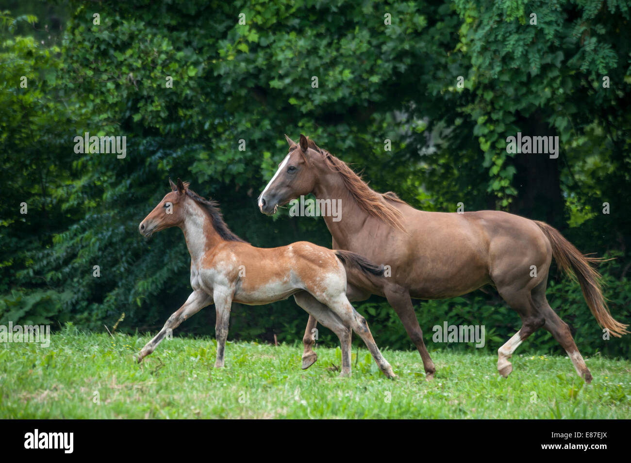 Quarter Horse Stute und Fohlen Stockfoto