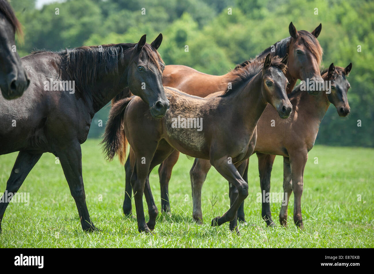 Herde von Quarter Horse Stuten und Fohlen Stockfoto