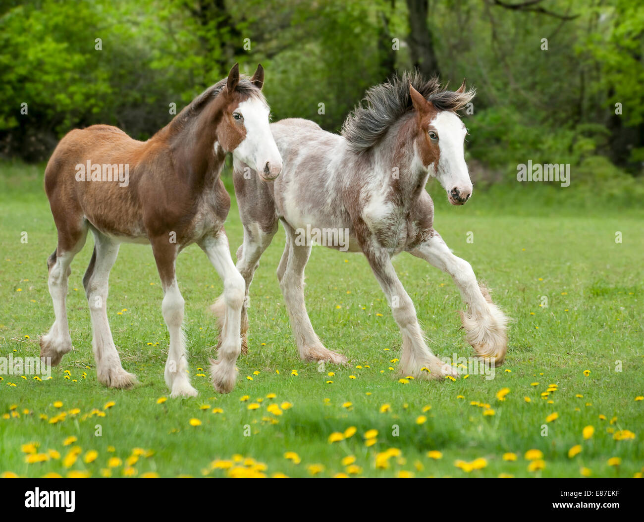 Paar Clydesdale Fohlen weanling Stockfoto